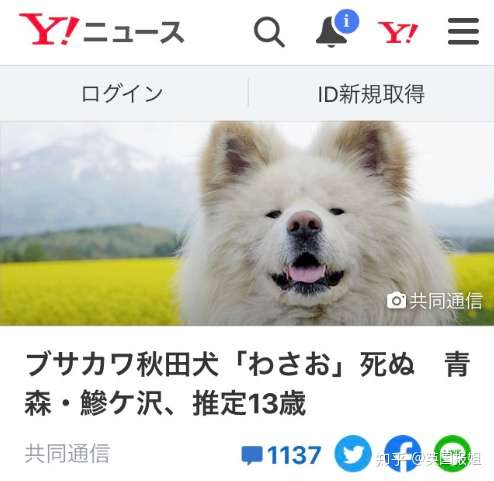 日本初代网红狗去世了 网友痛哭 我粉了他12年 知乎