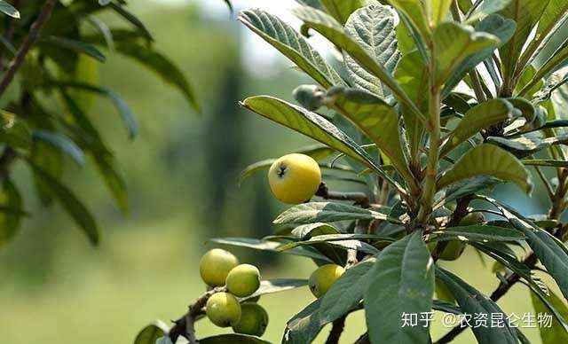 果树枇杷用什么肥可以膨果 枇杷什么时候打膨大剂 枇杷着色增甜用调色师 知乎