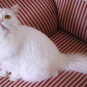 猫的英文歌 v2-a88ddb94816159f2fe082fefc3373242_qhd.jpg