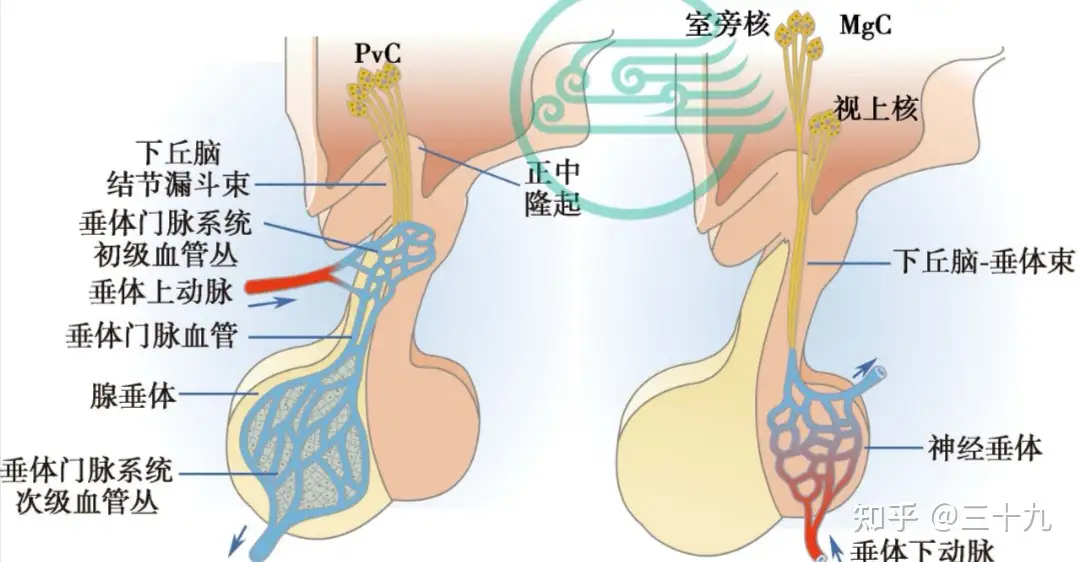 下丘脑-垂体及松果体内分泌- 知乎