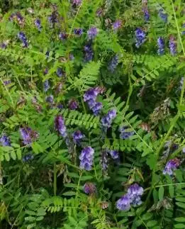 转载:绿肥科普|苕子及其不同种类植物学特征