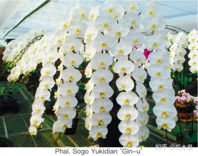 国家 级濒危物种 白花蝴蝶兰的重要木本之一 台湾蝴蝶兰 知乎