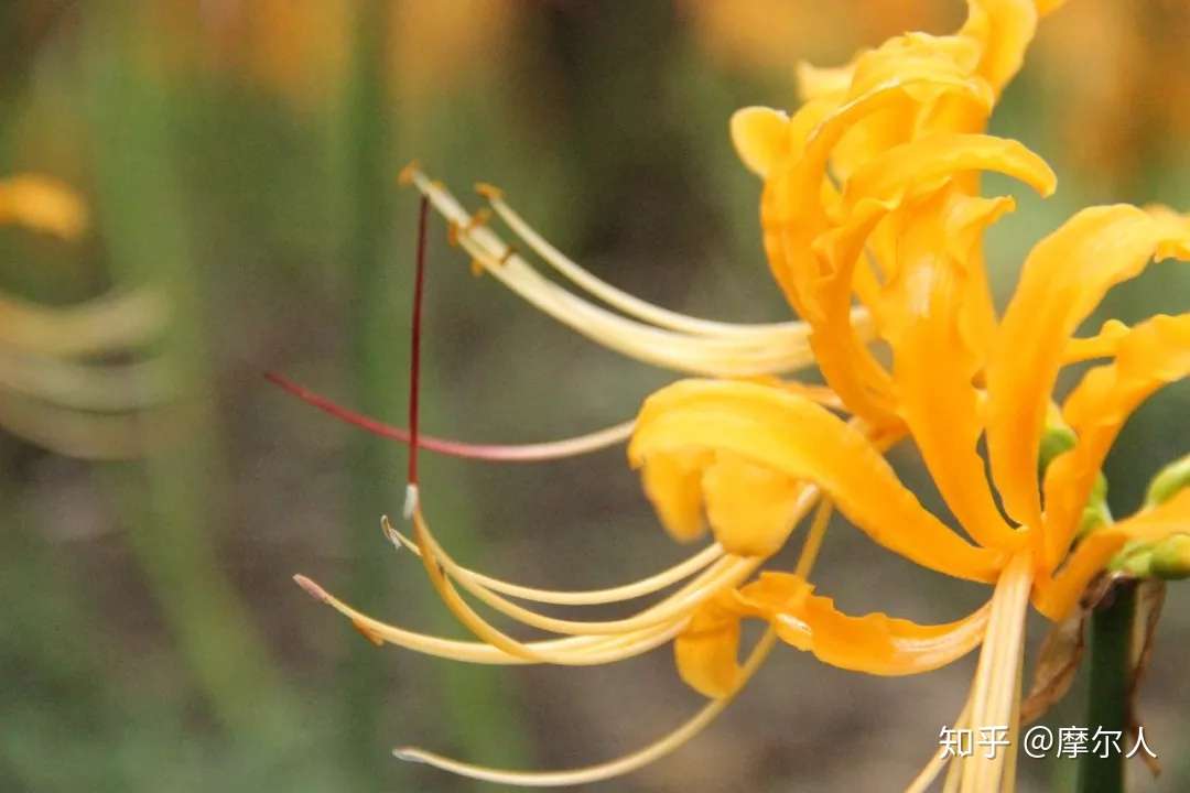 植物与我 石蒜花 知乎