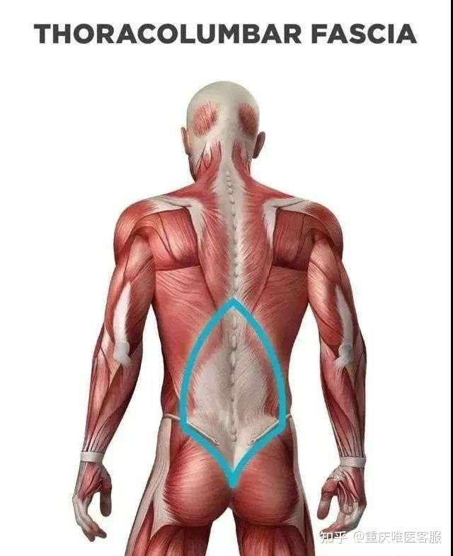 遍布全身的软组织疼痛 二 知乎