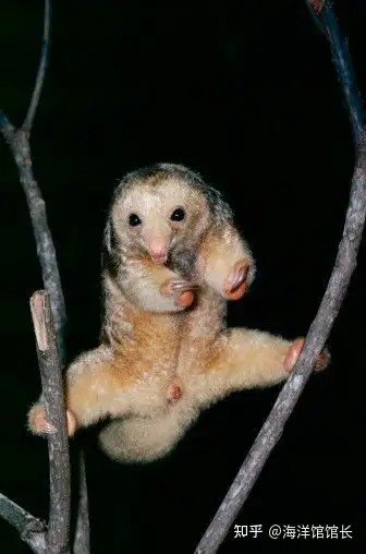 你知不知道什么特别奇特的动物