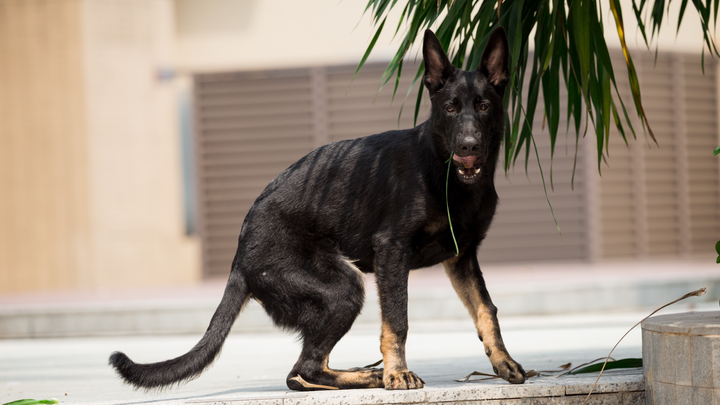 東德牧羊犬趴蹄怎麼辦?