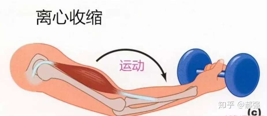 肌肉的收缩方式 知乎