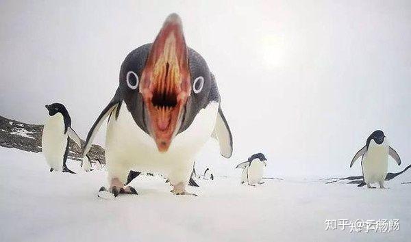 企鹅骚白图片