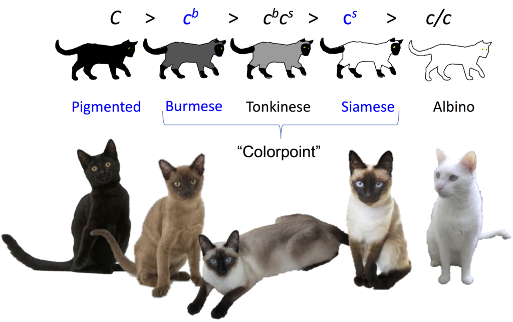 猫咪花色分类及遗传大全 知乎