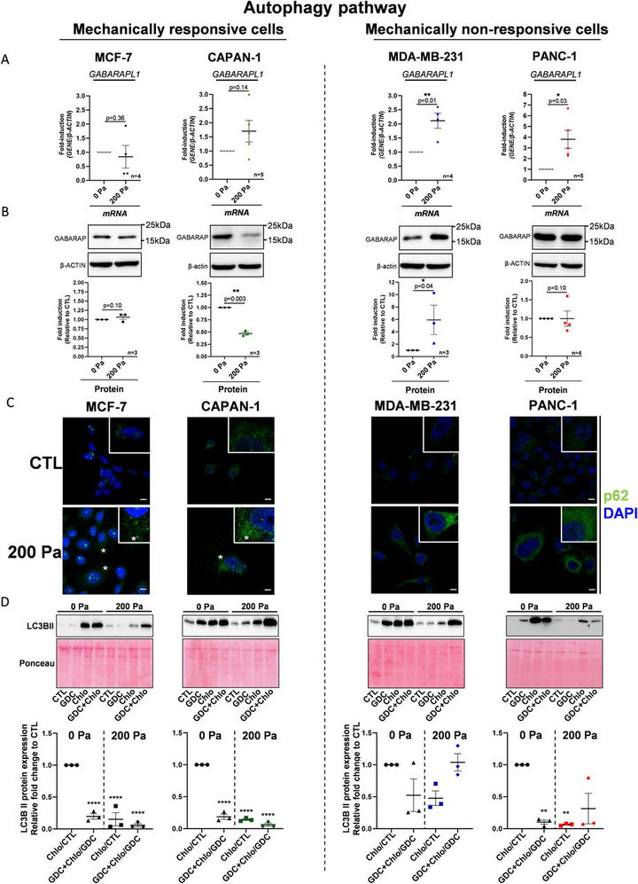 機械壓縮力增加乳腺癌和胰腺癌細胞中的 PI3K 輸出信號