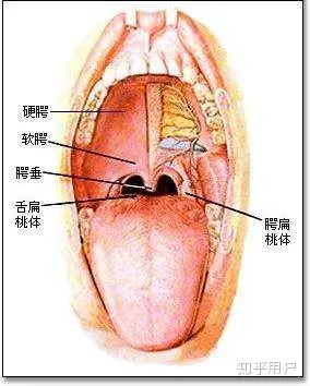 打呼噜会吵到宝宝睡觉吗? 