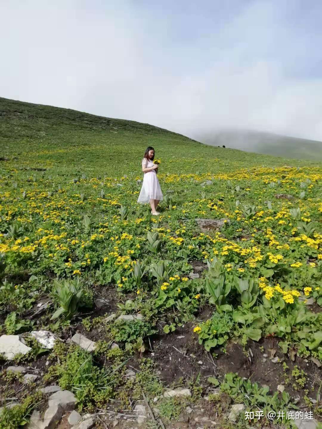川西秘境之巴郎山垭口 知乎