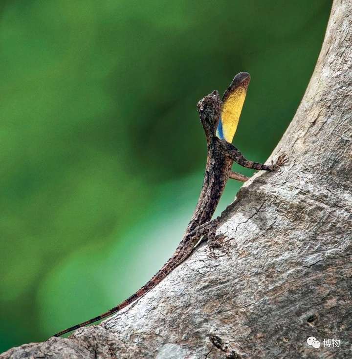 当然,还少不了蜥蜴目的动物. 请不
