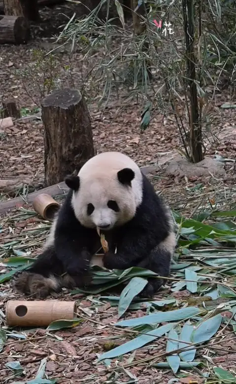 导游讲解称网红大熊猫花花是残疾，导游带的游客不满并当场报警，反应是否过度了？事件反映了哪些问题？