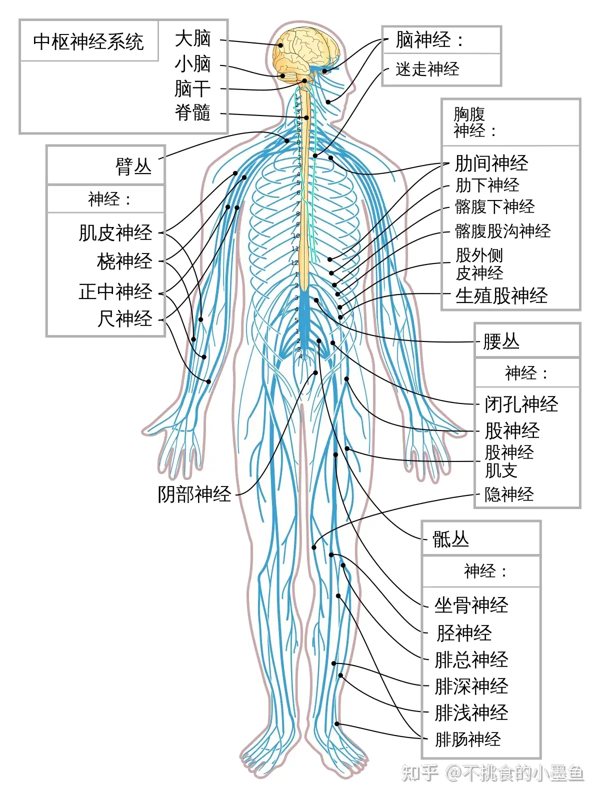 人体解剖学知识点整理（八）（完结） - 知乎