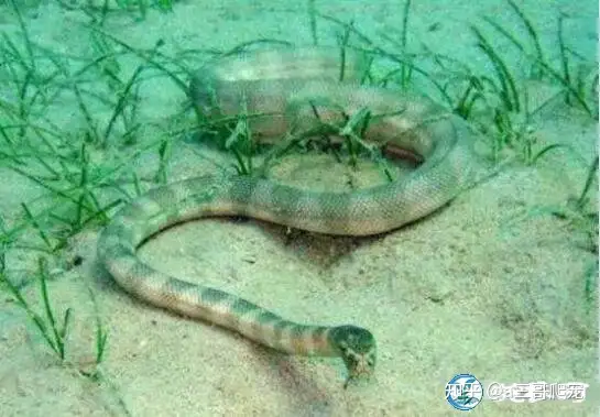 Most venomous snake, photo by Chinese network