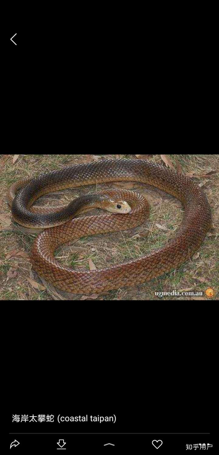 为什么大多数毒蛇是三角头的