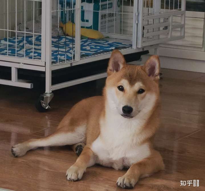 两个月大柴犬,品相怎么样?