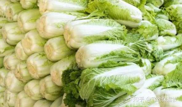 白菜霜霉病的症状和防治措施 知乎