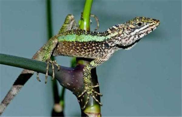 有没有四条腿的蛇?