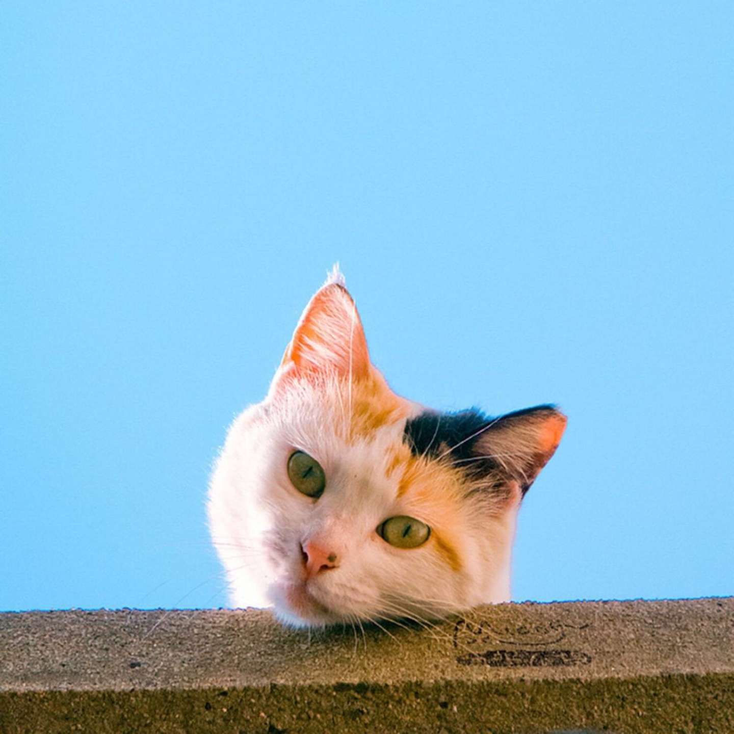 分享丨猫咪能不能吃水果蔬菜 知乎