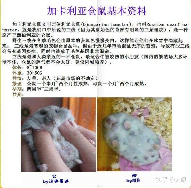 怎麼養都不可能大於營養正常身體健康的成年敘利亞倉鼠的(俗稱熊,金絲