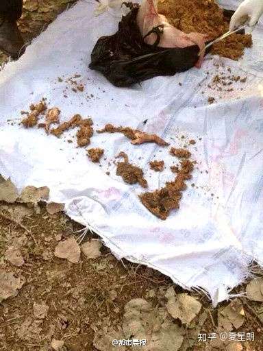 如果猪会吃人,是不是挺恐怖的? - 知乎