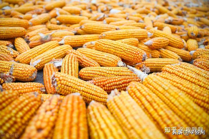 今年玉米价格持续上涨还是暴跌？玉米种植前景如何？丰景惠说了
