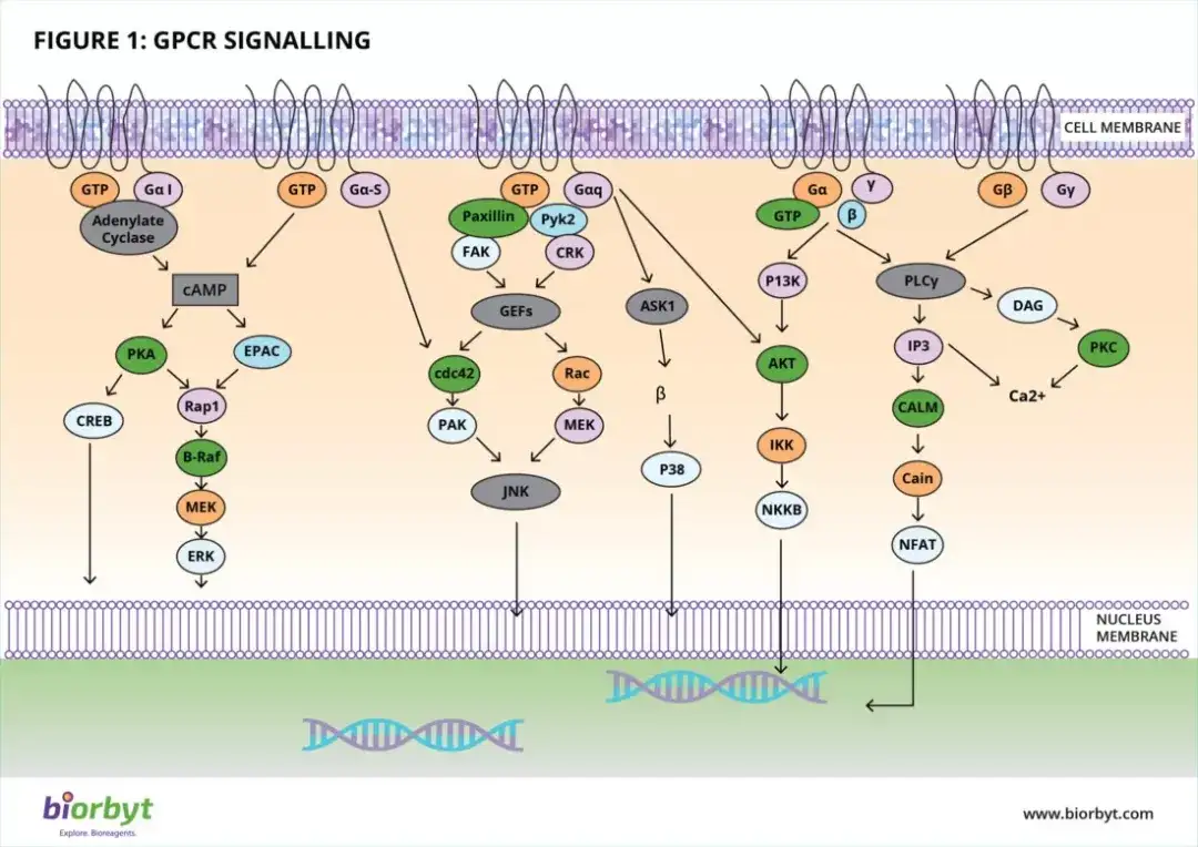 G蛋白偶联受体（gpcr）信号通路 企业动态 丁香通 