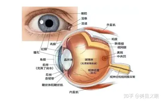 美目义眼：眼内容剜除手术后可定制义眼片- 知乎