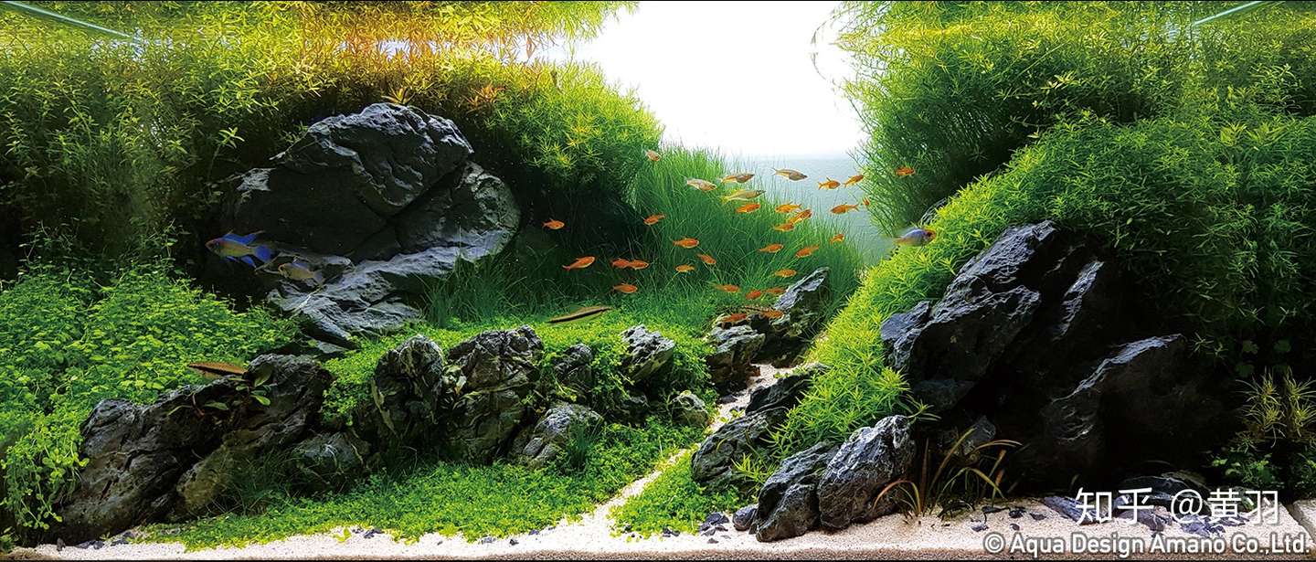 18年ada水草造景大赛 知乎