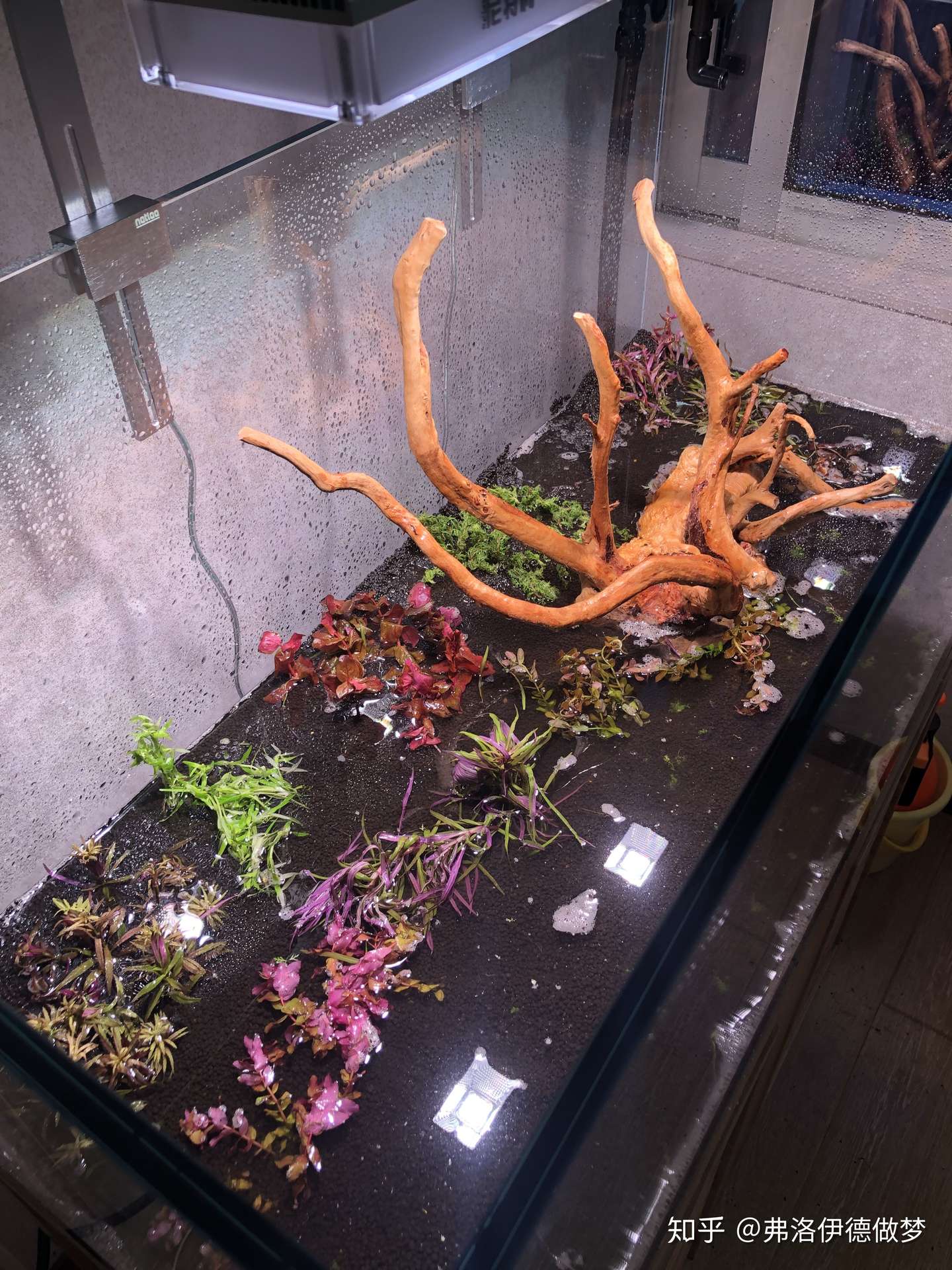 一米草缸开缸 知乎