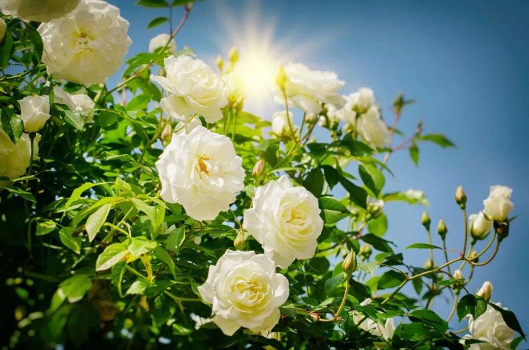 蔷薇花怎么养 建议这种种植方法简单 养护起来不难 知乎