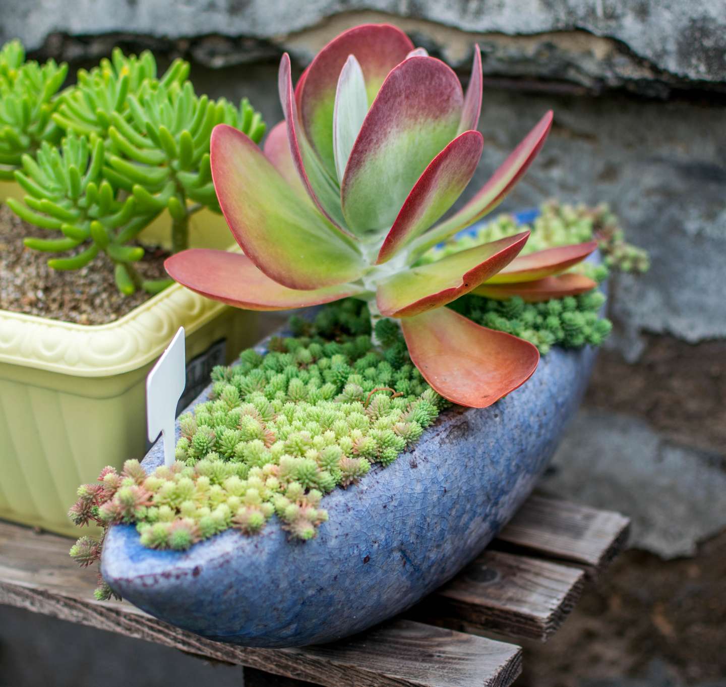 简单 不简单 薄雪万年草 Sedum Hispanicum 知乎