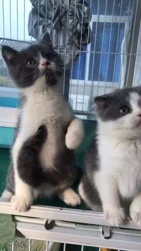 七七是折耳猫吗 v2-acdfa3c6f23b349626818609306037bc_bh.jpg?source=1940ef5c