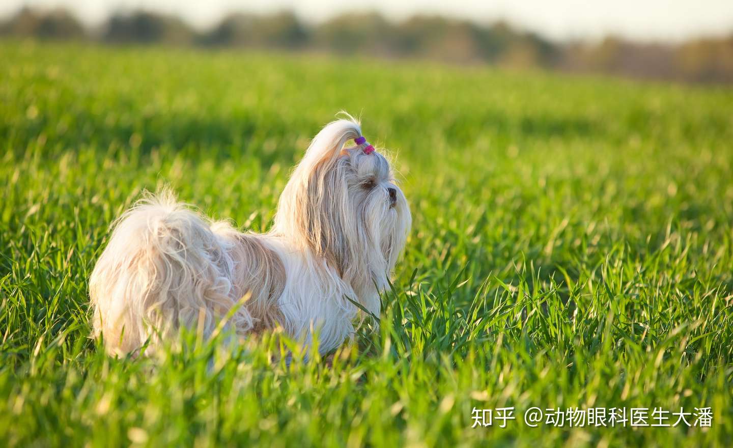 保守治疗斗牛犬角膜穿孔 又省下了一大笔费用 知乎