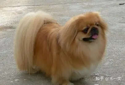 中国宫廷犬京巴