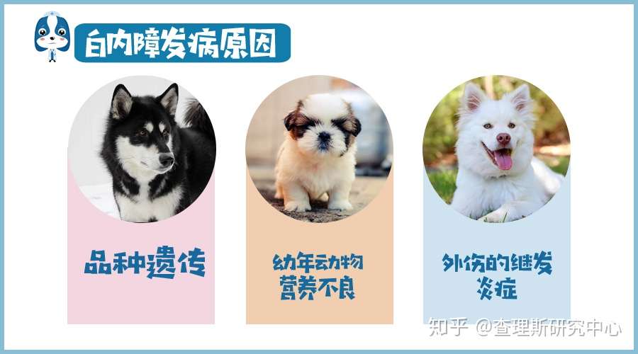 宠医大咖说 关于犬猫白内障 你想知道的都在这儿了 知乎