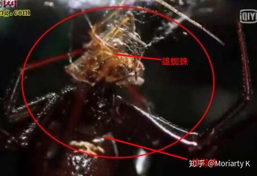 探案所第二十二案 弑夫毒妇 黑寡妇连环杀人案 上 知乎