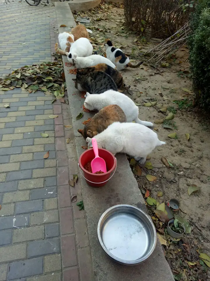 v2-ad428db03568744decd04cd9cb5c01e4_720w.webp?source=1940ef5c