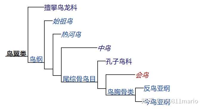 今鸟亚纲:包含所有现存鸟类的最后共同祖先及其所有后代的演化支