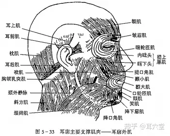 耳朵软骨的秘密 - 知乎