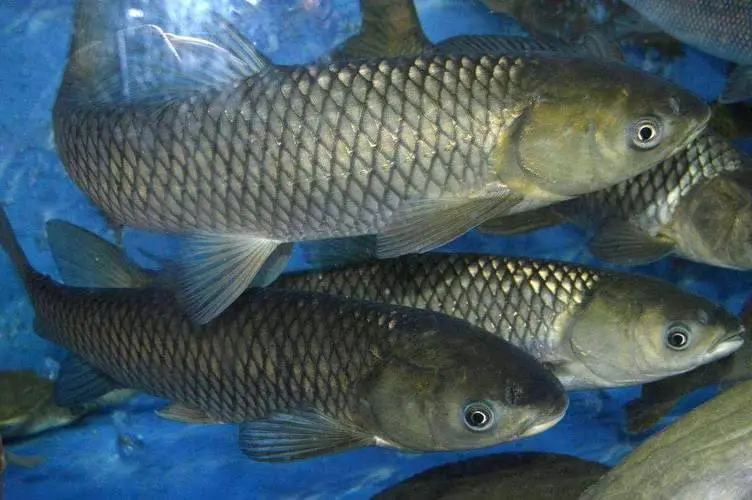 图片[2]-繁殖最快的几种淡水鱼-墨铺