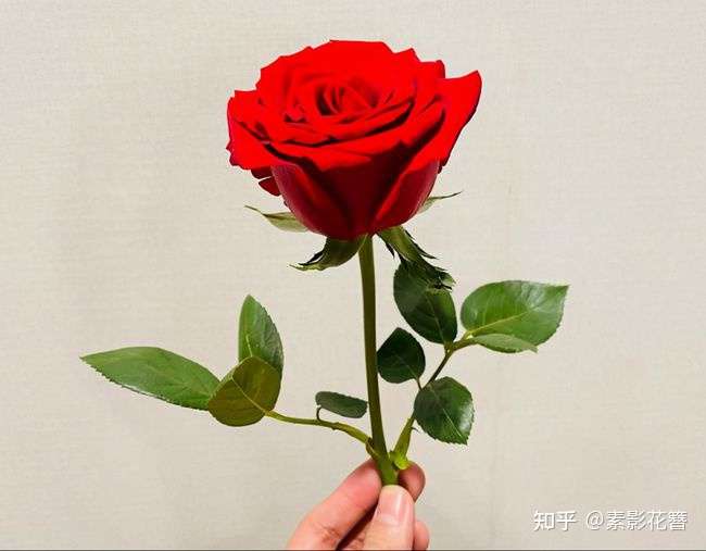 借一朵玫瑰,送给你,许晴老师,请接着夸——这个好学生!