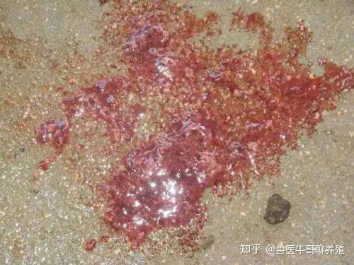 六种猪拉稀腹泻的症状类型以及预防拉稀腹泻方案 知乎