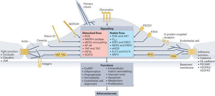 動脈粥樣硬化中血流誘導的內皮細胞重編程 動脈粥樣硬化中血流誘導的內皮細胞重編程