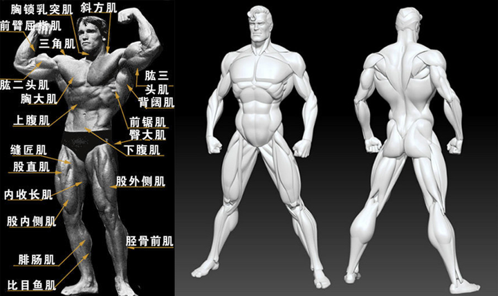 潭州教育插画人体简说体块浅谈