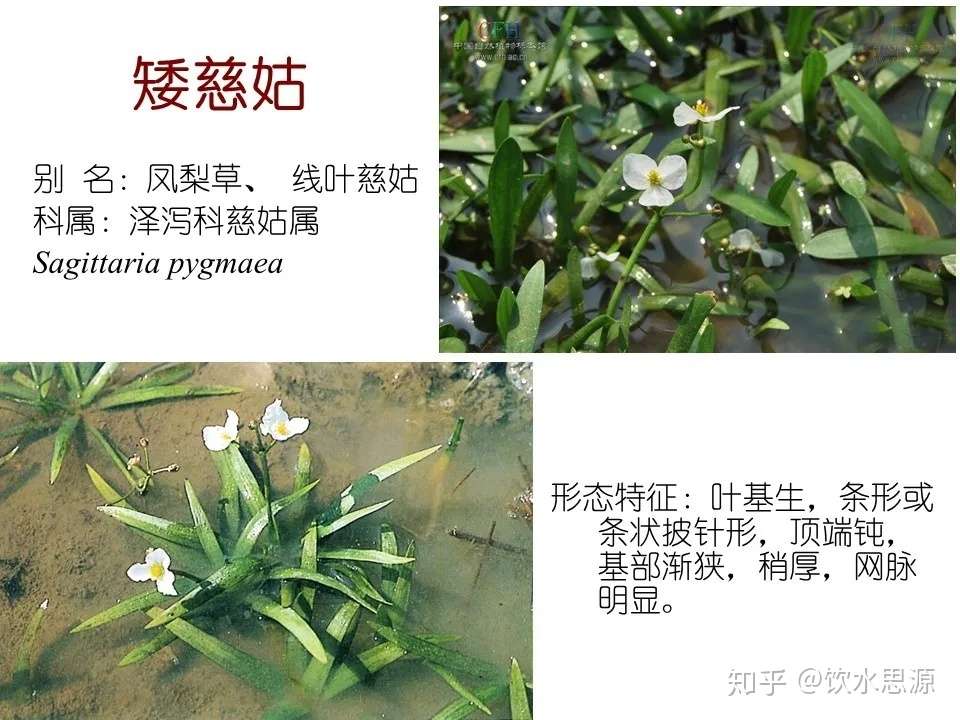 快收藏 80种常见景观专业水生植物 知乎