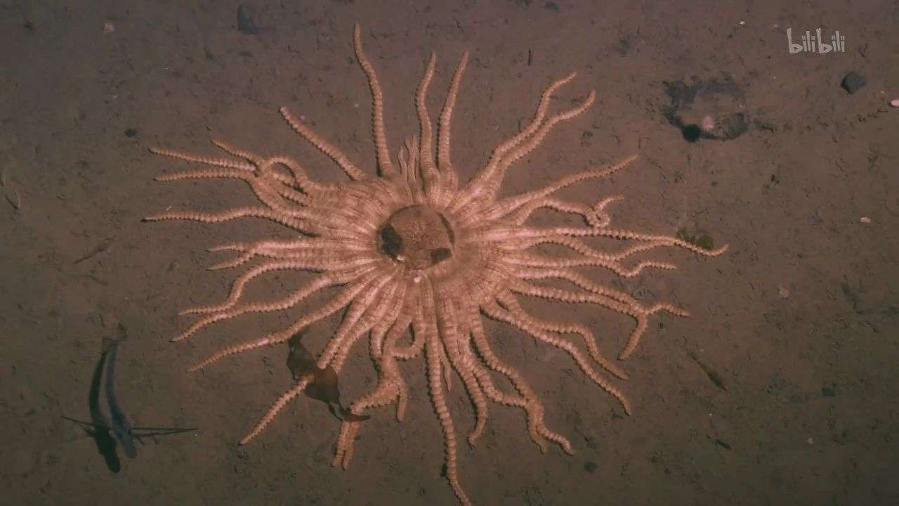 逼死深海恐惧症的纪录片 南极深处究竟有什么巨型怪物 知乎