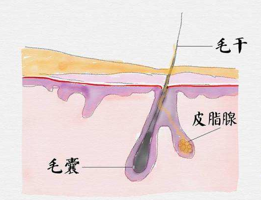 正常的毛囊和皮脂腺